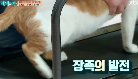 [마리와나] 뚱보냥 호동이 다이어트 시키기 (feat.먼지) | 인스티즈