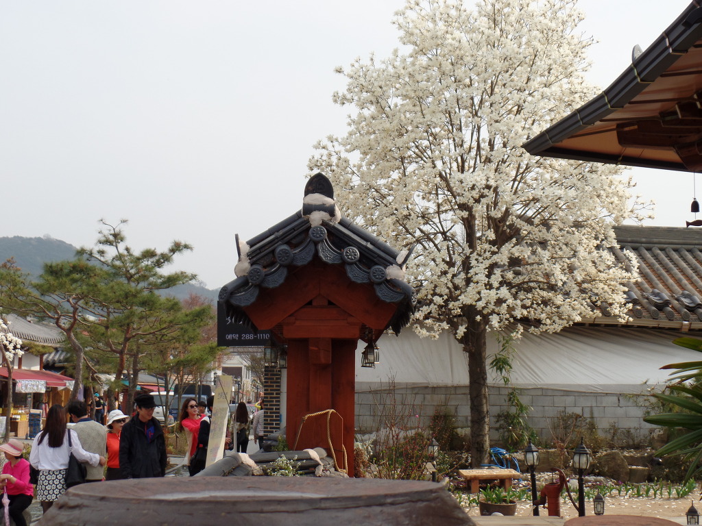 한옥마을의 화사한 봄꽃 감상 | 인스티즈