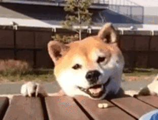 콧구멍 공격당하면서 좋아하는 사나.gif | 인스티즈