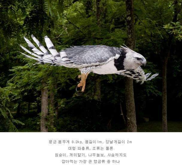 세상에서 가장 잘생겼다는 새.jpg | 인스티즈