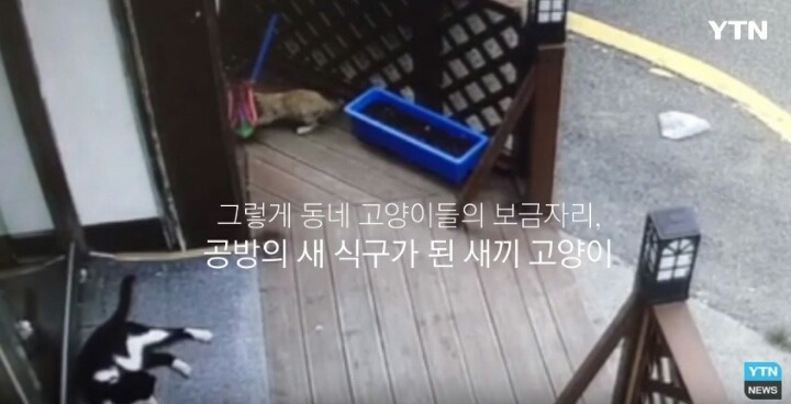 분노주의)웃는 얼굴로 새끼 고양이 내던지고 도망간 미친넘 | 인스티즈