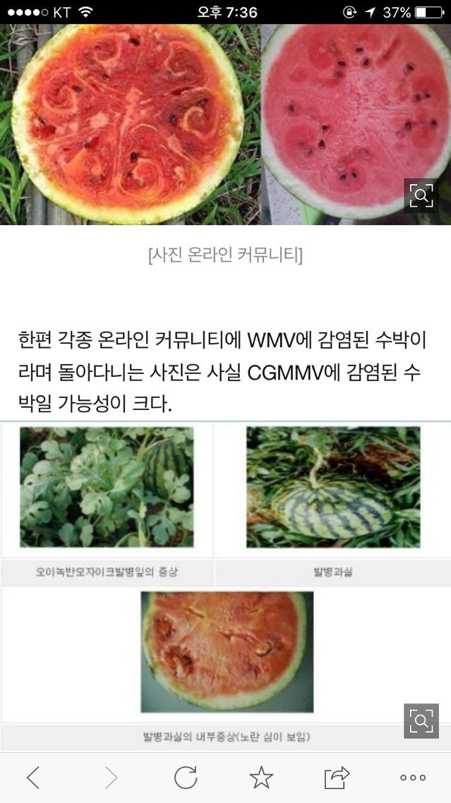 수박에서 발생하는 조심해야 될 바이러스 (모자이크병) | 인스티즈