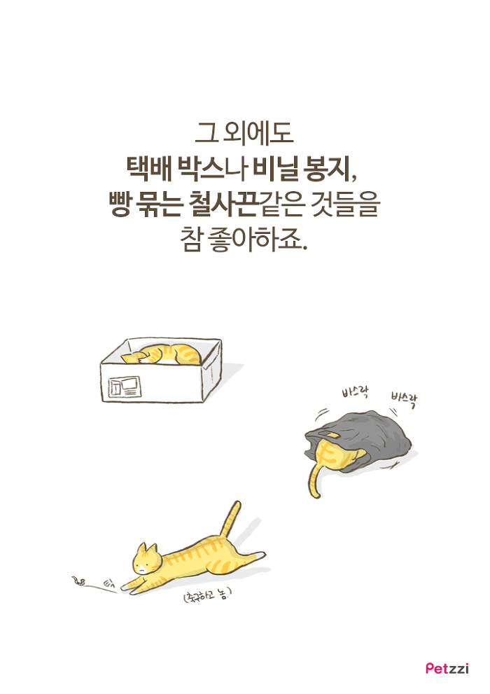 이해할 수 없는 고양이들의 취향.jpg | 인스티즈