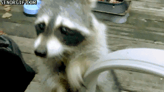 미국에서의 너구리 이미지.gif | 인스티즈