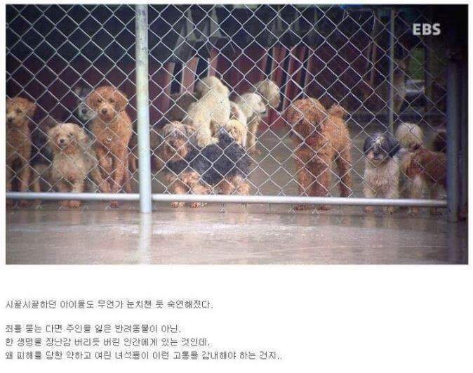 나는 아직 살수 있는데 왜 죽으라하나요 | 인스티즈