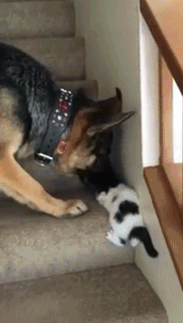 귀여운 냥이 올려주는 멍뭉이.gif | 인스티즈