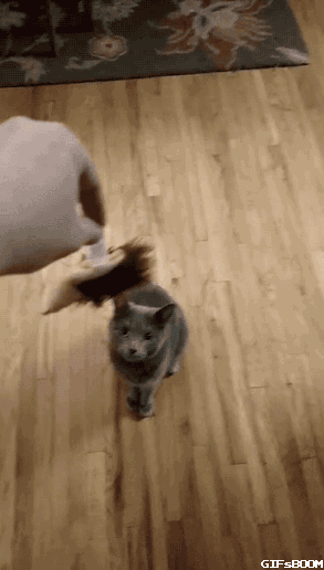 뜻밖의 멍멍이들.gif | 인스티즈