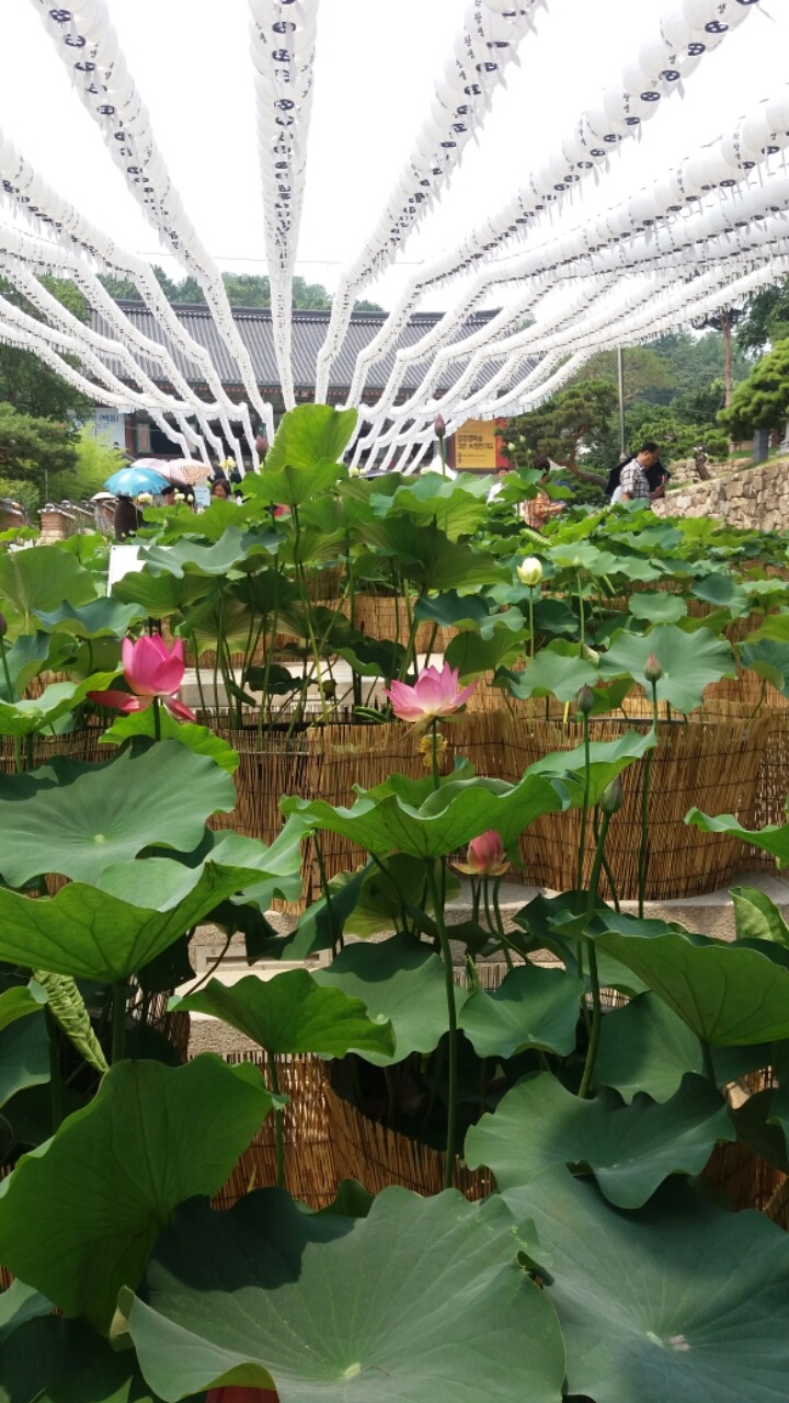 연꽃국수 이미지