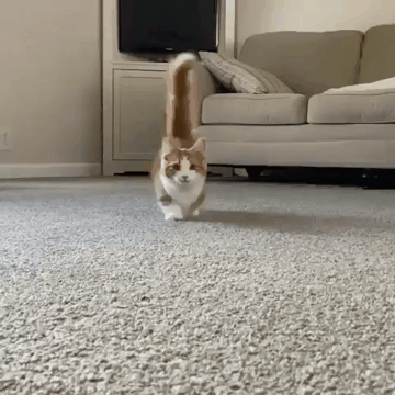 냥이 워킹.gif | 인스티즈
