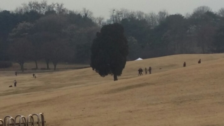 2017년 첫 나홀로나무 | 인스티즈