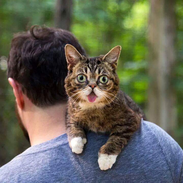 24시간 메롱하는 고양이 릴법!! | 인스티즈