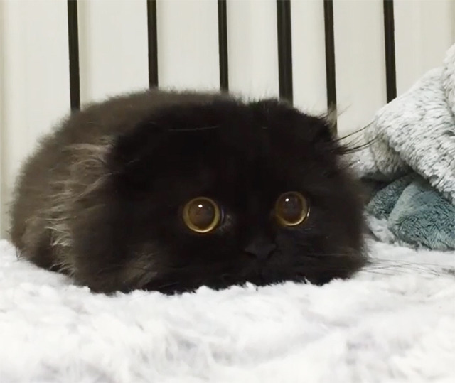 부엉이 닮아서 화제인 - 고양이 ㄷㄷ | 인스티즈