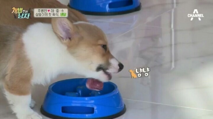 [개밥주는남자] 웰시코기 삼둥이 대중소 식탐고치기 (feat.갓형욱) | 인스티즈