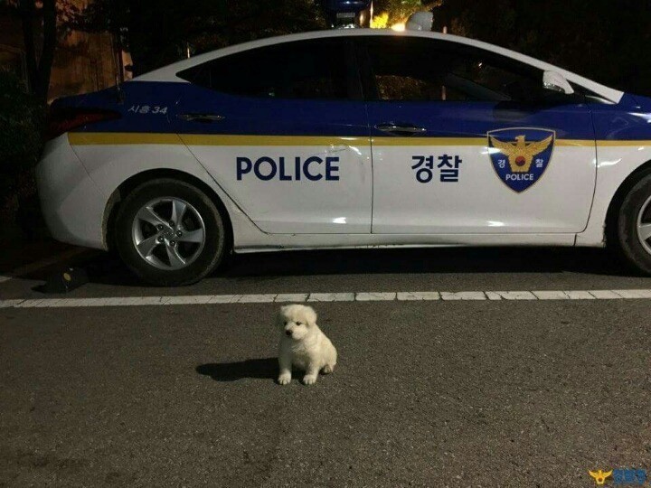 경찰서를 지키는 강아지.jpg | 인스티즈