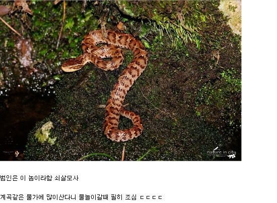 뱀에 물리면 빨리 병원 가야하는 이유 | 인스티즈