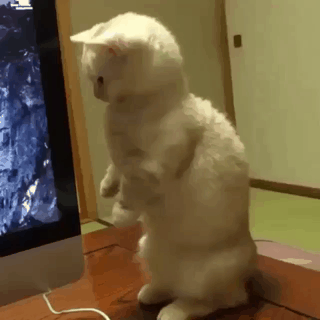 뜻밖의 깜놀.gif | 인스티즈