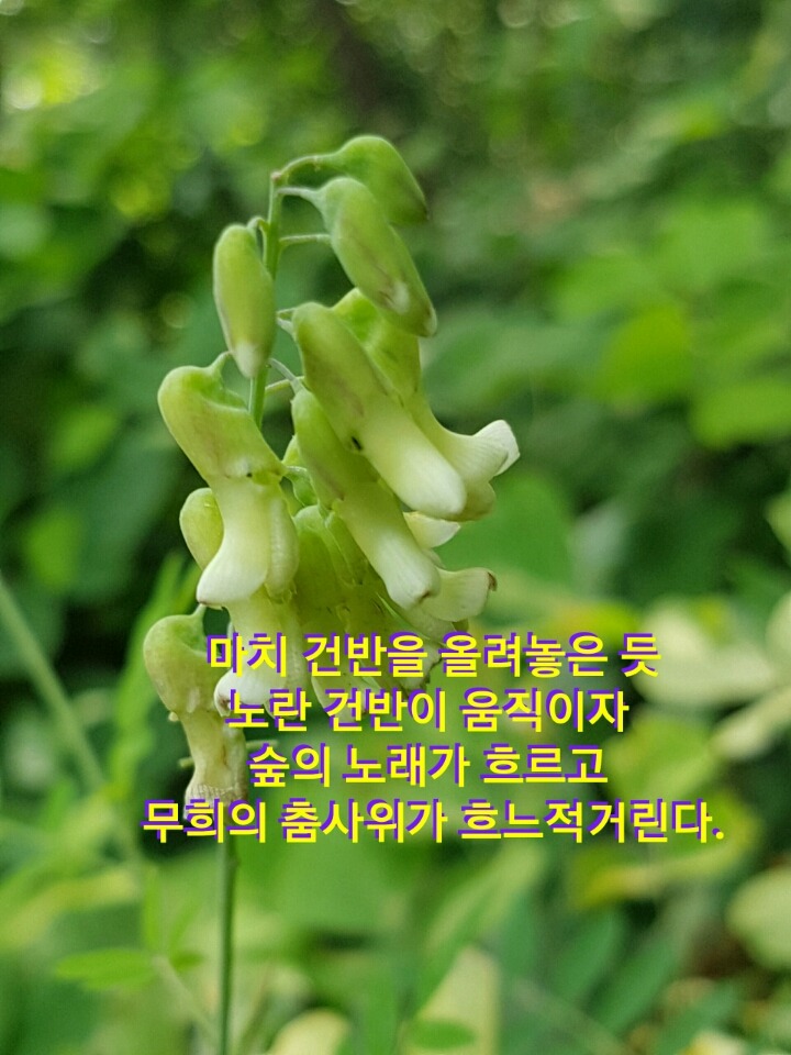 밀향 이미지