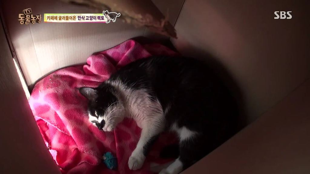 동물농장 [카페에굴러들어온고양이렉토] | 인스티즈