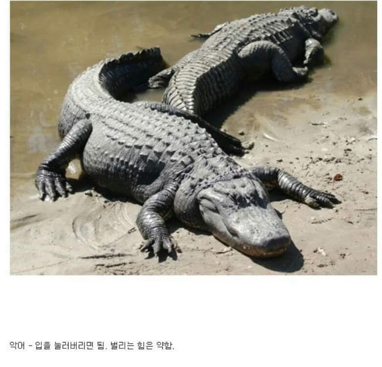 동물이랑 1대1로 싸워서 이기는 방법 개꿀팁. jpg | 인스티즈