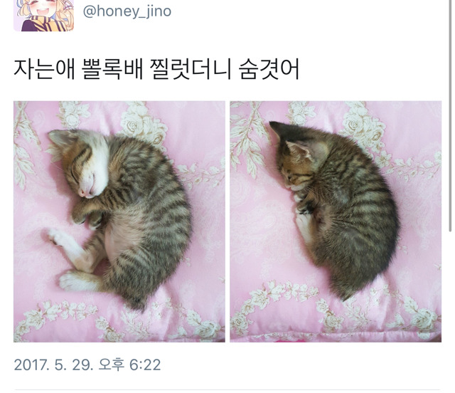 자는 냥이 뽈록배 찔렀더니 숨겼어 | 인스티즈