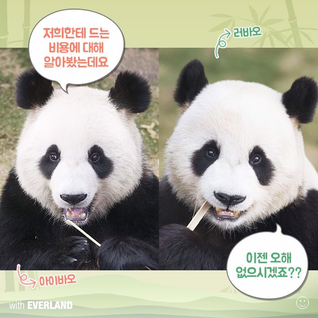 판다는 먹이값만 수백억이 들어간다? 판다의 진실.jpg | 인스티즈