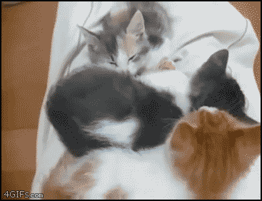 고양이 4마리.gif | 인스티즈
