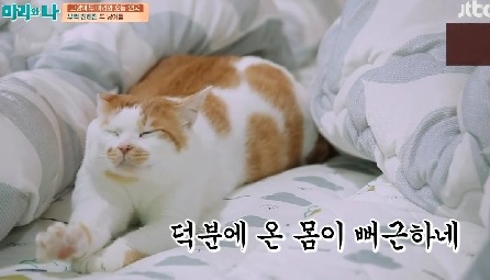 [마리와나] 뚱보냥 호동이 다이어트 시키기 (feat.먼지) | 인스티즈