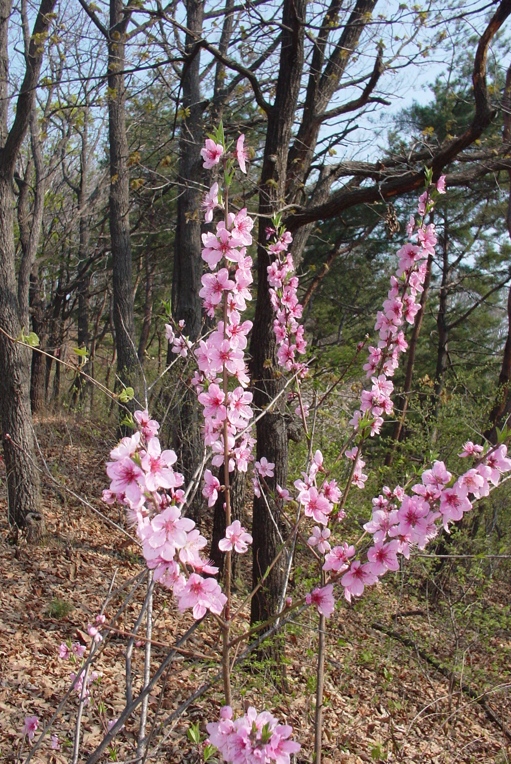 삼성봉(440m) 이미지