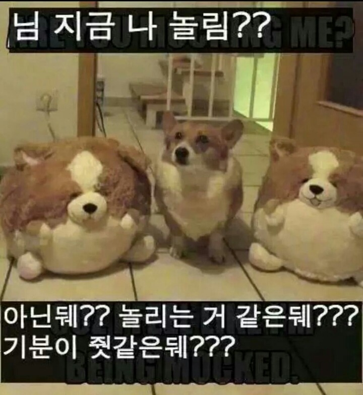 강아지들을 키우고 싶은 이유 | 인스티즈