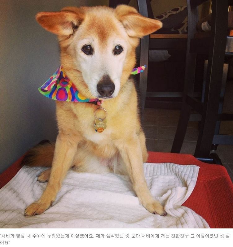 반려견과의 만남과 이별 과정.jpg | 인스티즈