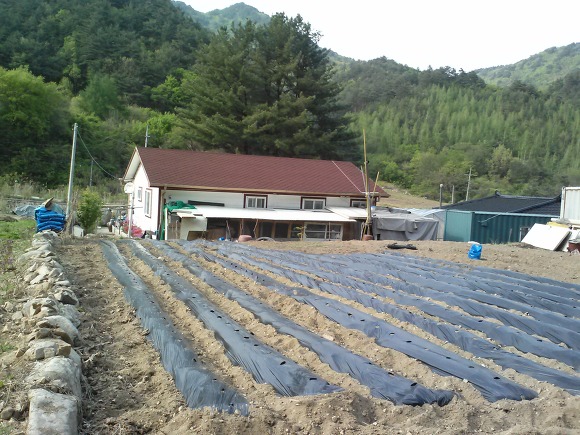 직매 이미지