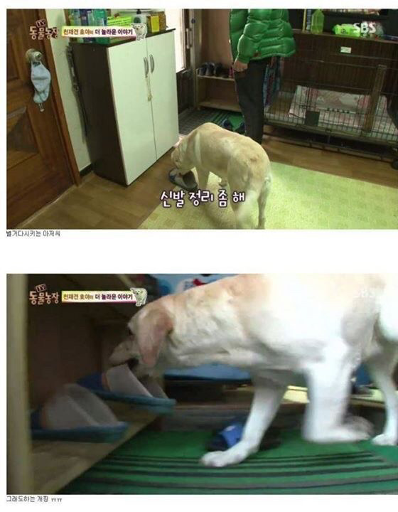 동물농장에 나온 역대급 천재 개ㄷㄷ | 인스티즈