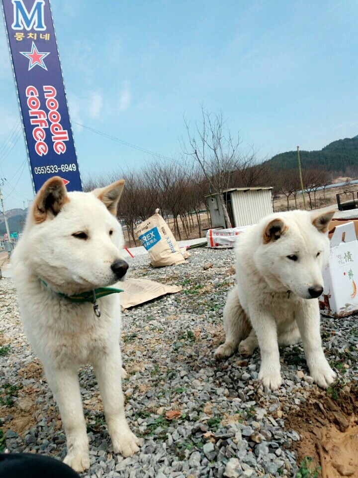2월19일 일요일. 개소주가 되어버린 나의 가족 매실이를 예쁜매실나무로 만들어 보내주었습니다 | 인스티즈