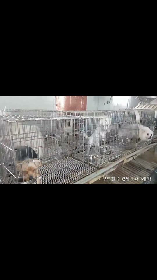 안락사없는 보호소 아이들 도와주세요 ㅠㅠ | 인스티즈
