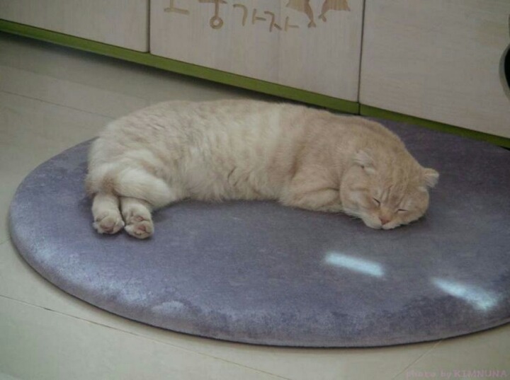 짱덕미 터지는 시아준수 고양이.jpg | 인스티즈