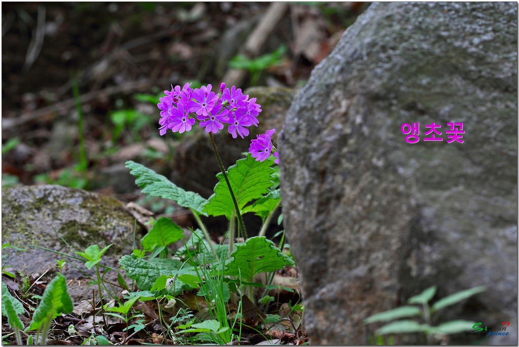 앵초 이미지
