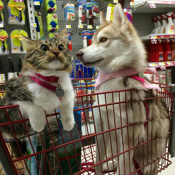3마리의 허스키들과 친구가 된 냥이.jpg | 인스티즈