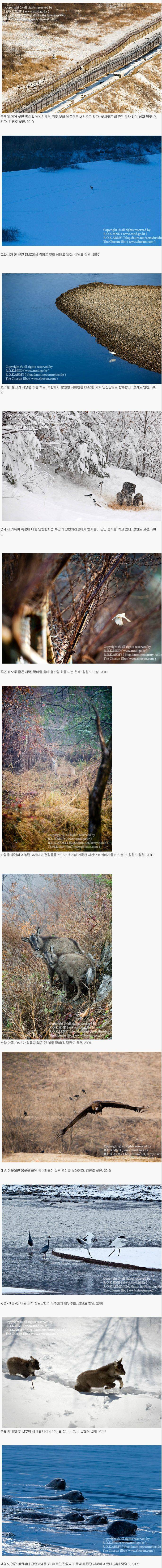 DMZ 비무장지대에 서식하는 동물들.JPG | 인스티즈