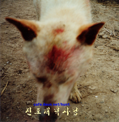 백구 이미지