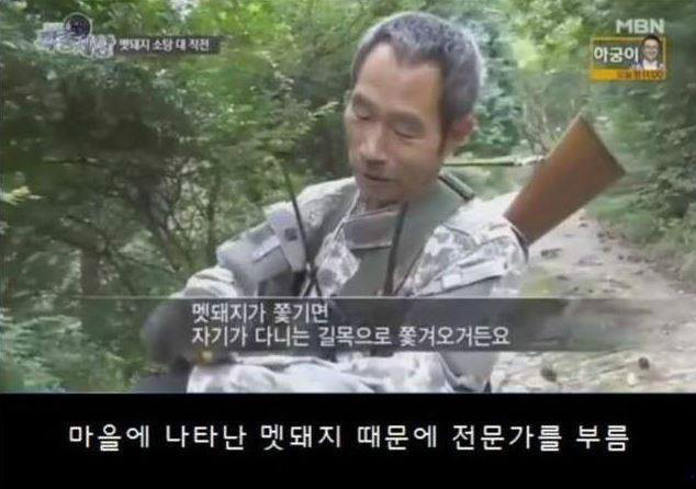 멧돼지를 추적하는 개 | 인스티즈