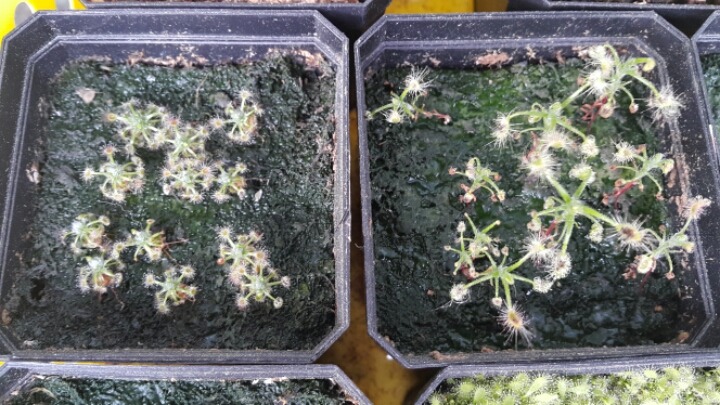 겜마 이미지