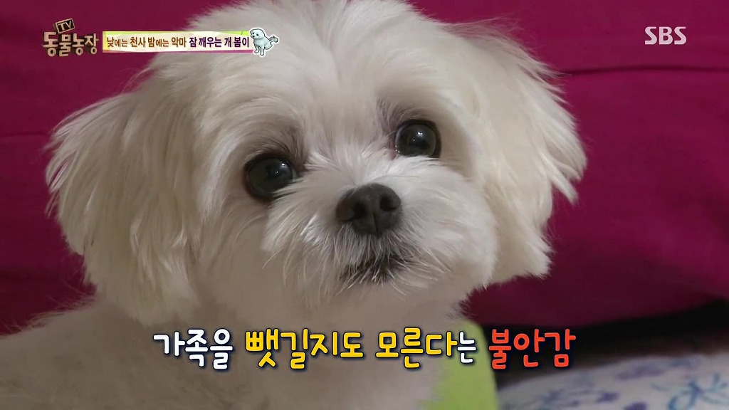 [동물농장] 새식구 들어온 후 우울해진 봄이.jpg | 인스티즈