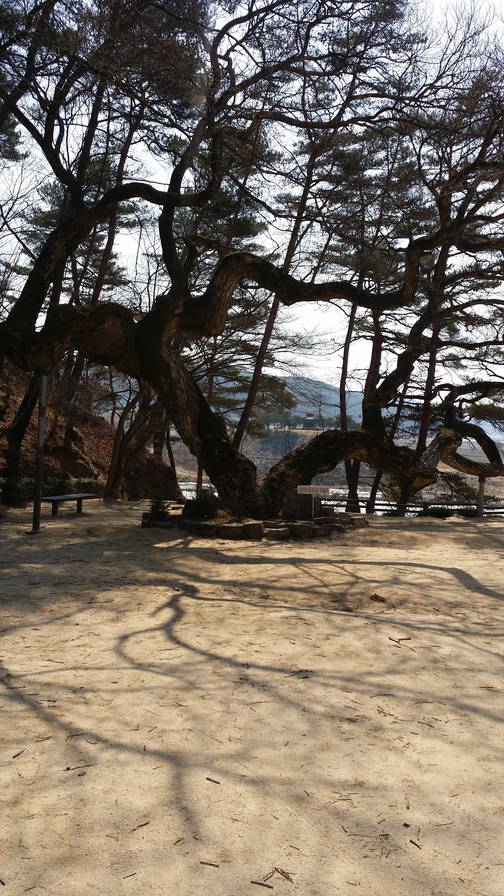 고목 이미지