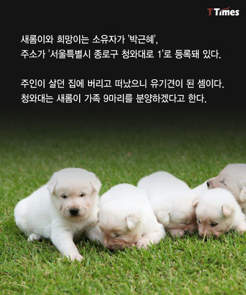 박근혜를 거쳐 간 강아지들 스토리 | 인스티즈