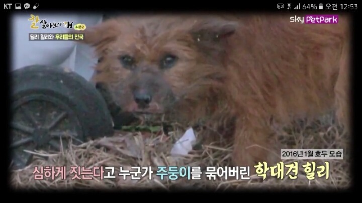 사람에 대한 트라우마가 있는 강아지 딜리 | 인스티즈