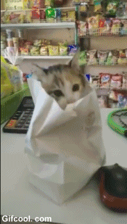 고양이 한 봉지.gif | 인스티즈