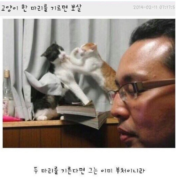 고양이 주인의 해탈 | 인스티즈
