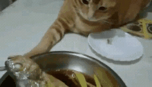 그냥 고양이 gif | 인스티즈