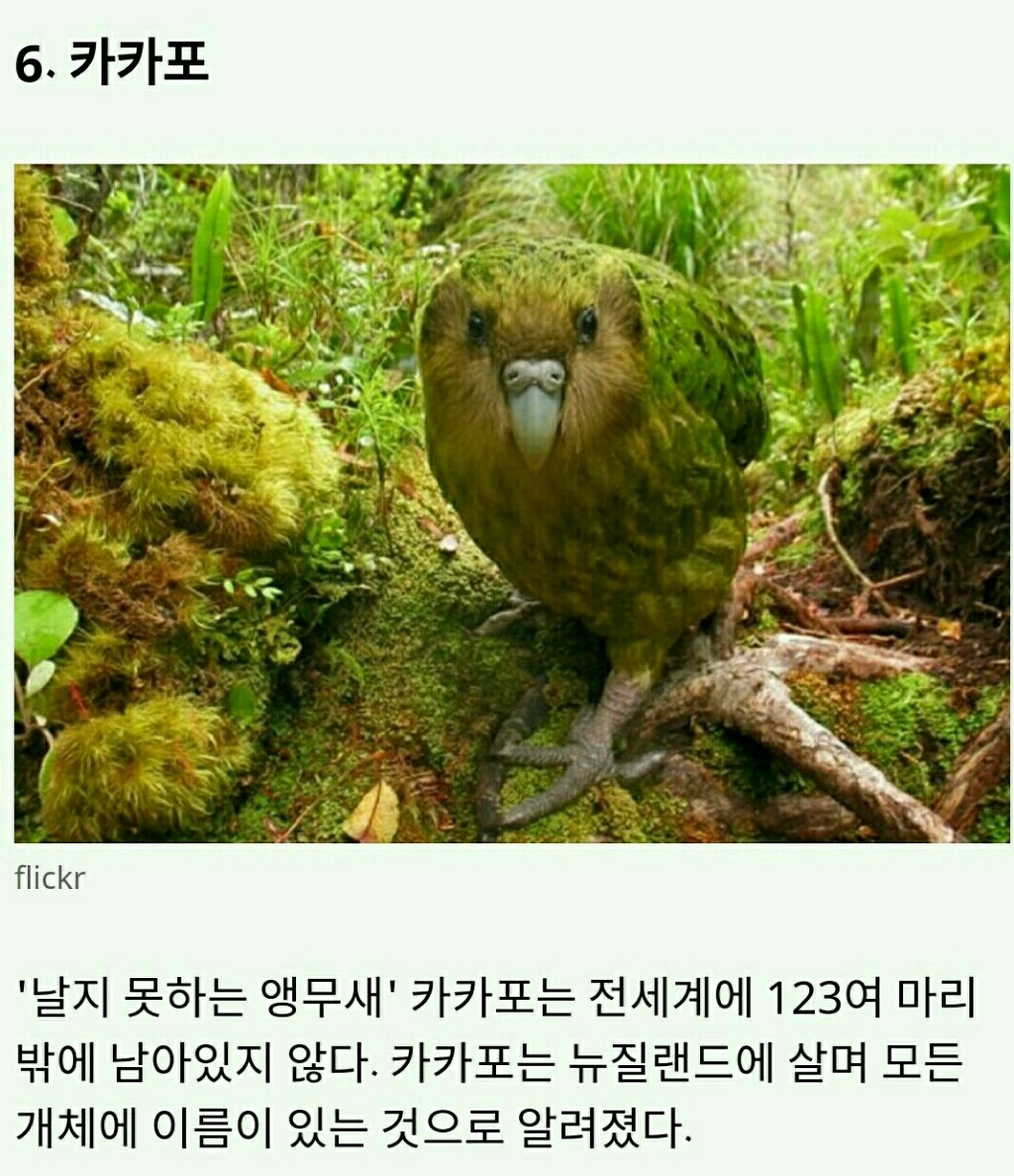 멸종위기에 놓인 귀여운 동물 10가지 | 인스티즈