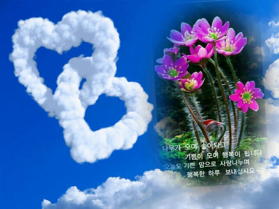 사랑새 이미지